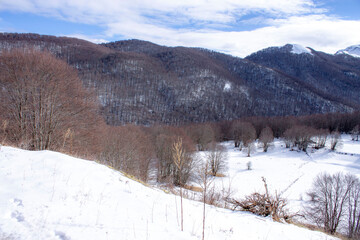snowy winter in the forest