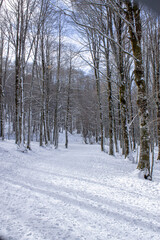snowy winter in the forest