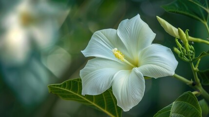 Obraz premium High quality photograph of a white Walidda antidysenterica flower