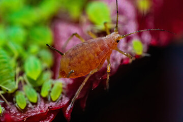 very close big macro portrait of aphids