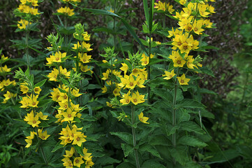 Obraz premium verbena yellow perennial (Lysimachia vulgaris L.) blooms