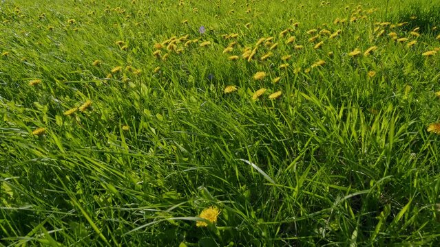 Wild Flowers. Yellow Dandelions In Green Grass. Ecology And Ecosystem And Botany. Rays Of Morning Sun.
