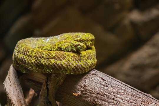 Close-up Mangshan Pit Viper Protobothrops mangshanensis