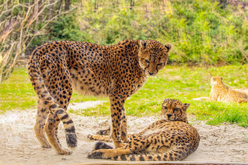 two cheetahs are resting nearby on the green grass, close up