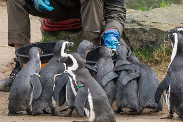 Invitation for a handshake with the curious Magellanic penguin
