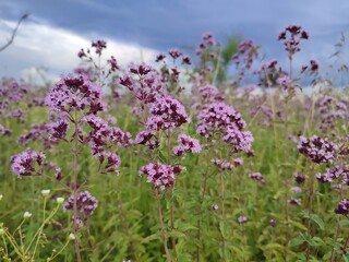 oregano blooms in the field in summer