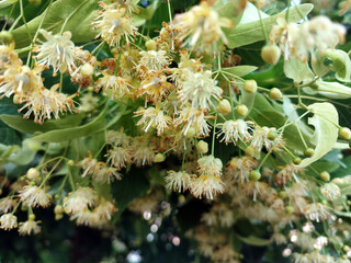 Linden tree flowers clusters tilia cordata, small-leaved lime, littleleaf linden bloom. Pharmacy, apothecary, natural medicine, healing herbal tea, aromatherapy