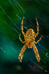 European garden spider, diadem orangie, cross spider