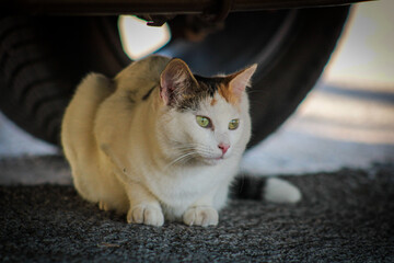 Gato bajo un coche 
