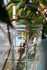 Jarrón de cristal con plantas 