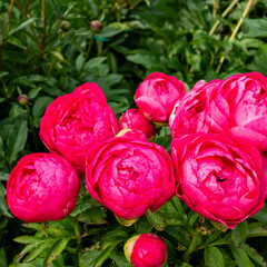 Beautiful coral red peony flowers in full bloom in the garden, close up against green leaves