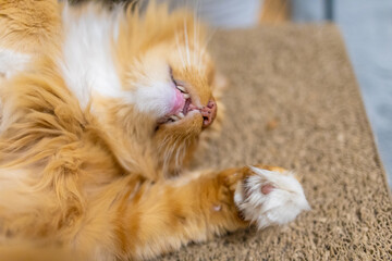 beautiful large domestic Maine Coon cat