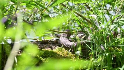 Closeup of a Grass Snake, Natrix natrix summer lithuania