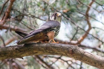red billed hornbill