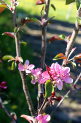 Branches of a blooming apple tree of the Kitayka variety with pink flowers in the sunbeams in the garden on a spring evening - vertical photo, close-up