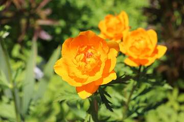 Obraz premium Orange garden globeflowers against the background of foliage and green grass on a sunny spring day. Horizontal photo, close-up