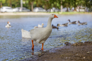 Domestic goose (Anser anser domesticus) emerging from a lagoon.