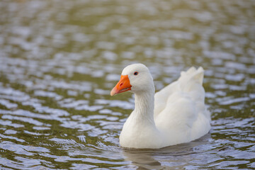 Domestic goose (Anser anser domesticus) swimming in a lagoon.