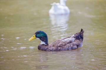 Morocco duck (Anas platyrhynchos) swimming in a lagoon.
