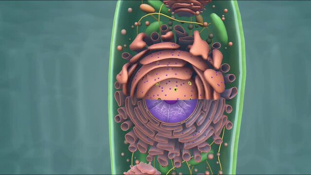 Animal cell and plant cell