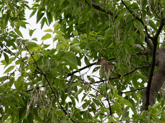 cedar waxwing prepping a nest