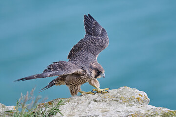 Peregrine falcon (Falco peregrinus)