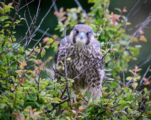 Peregrine falcon (Falco peregrinus)