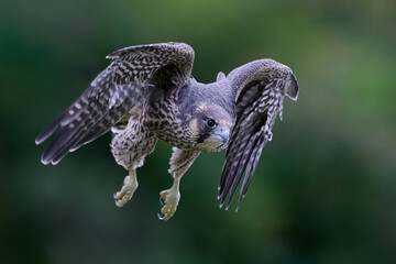 Peregrine falcon (Falco peregrinus)