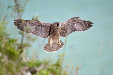 Peregrine falcon (Falco peregrinus)