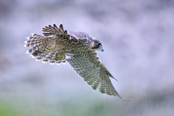 Peregrine falcon (Falco peregrinus)