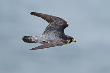 Peregrine falcon (Falco peregrinus)