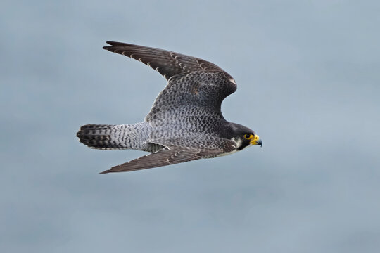 Peregrine falcon (Falco peregrinus)