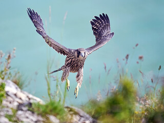 Peregrine falcon (Falco peregrinus)