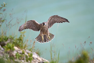 Peregrine falcon (Falco peregrinus)