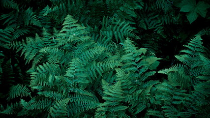 fern tree background, shrub tree background, fern plant In the forest, forest background, tree background, dark color, dark green tone.