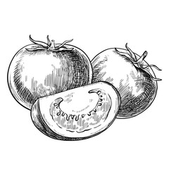 Tomato vegetables composition hand drawn vintage vector sketch drawing