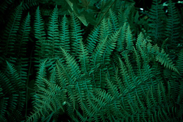 fern tree background, shrub tree background, fern plant In the forest, forest background, tree background, dark color, dark green tone.
