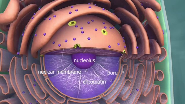 Nucleus of cell