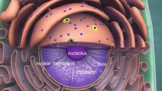 Nucleus and chromatin material of the cell