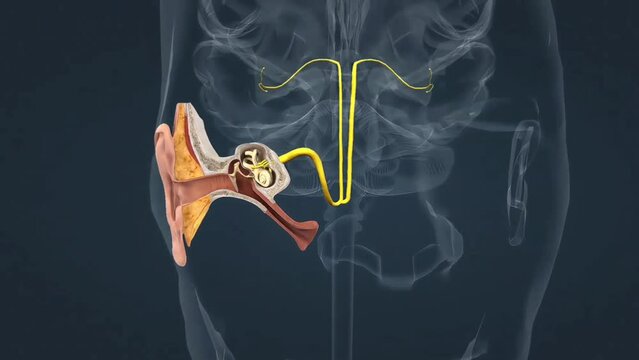Structure of inner ear, membranous labyrinth