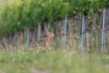 European hare (Lepus europaeus) Brown hare sitting on the ground observing the surroundings in a meadow