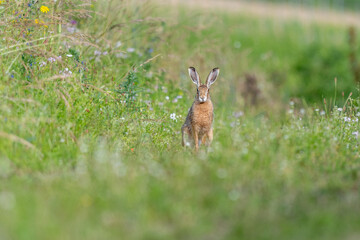 European hare (Lepus europaeus) Brown hare sitting on the ground observing the surroundings in a meadow