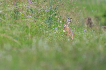 European hare (Lepus europaeus) Brown hare sitting on the ground observing the surroundings in a meadow
