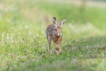 European hare (Lepus europaeus) Brown hare hopping in motion in a meadow