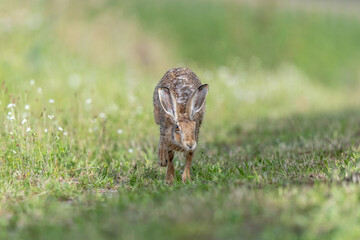 European hare (Lepus europaeus) Brown hare hopping in motion in a meadow