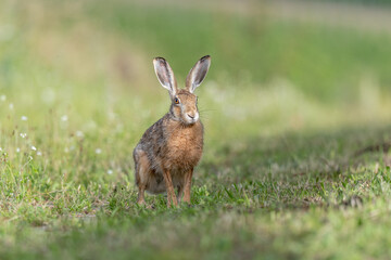 European hare (Lepus europaeus) Brown hare sitting on the ground observing the surroundings in a meadow