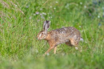 European hare (Lepus europaeus) Brown hare hopping in motion in a meadow