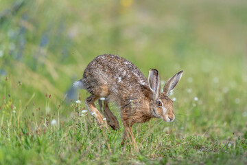 European hare (Lepus europaeus) Brown hare hopping in motion in a meadow