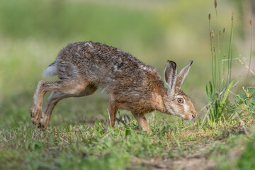 European hare (Lepus europaeus) Brown hare hopping in motion in a meadow