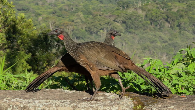 Jacu Bird Enjoying the First Sun Rays on a Stone Wall